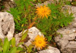 2013-08-18_Regina-F-Rau_Schachen_Blumen  (114).JPG